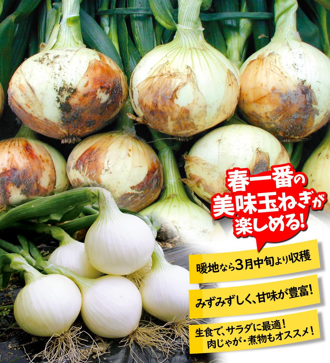 Amazon.co.jp: 玉ねぎ苗（超極早生）新春玉葱EX 100本 / 国華園 25年秋